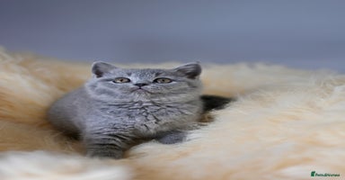 British Shorthair cats - Advert 16
