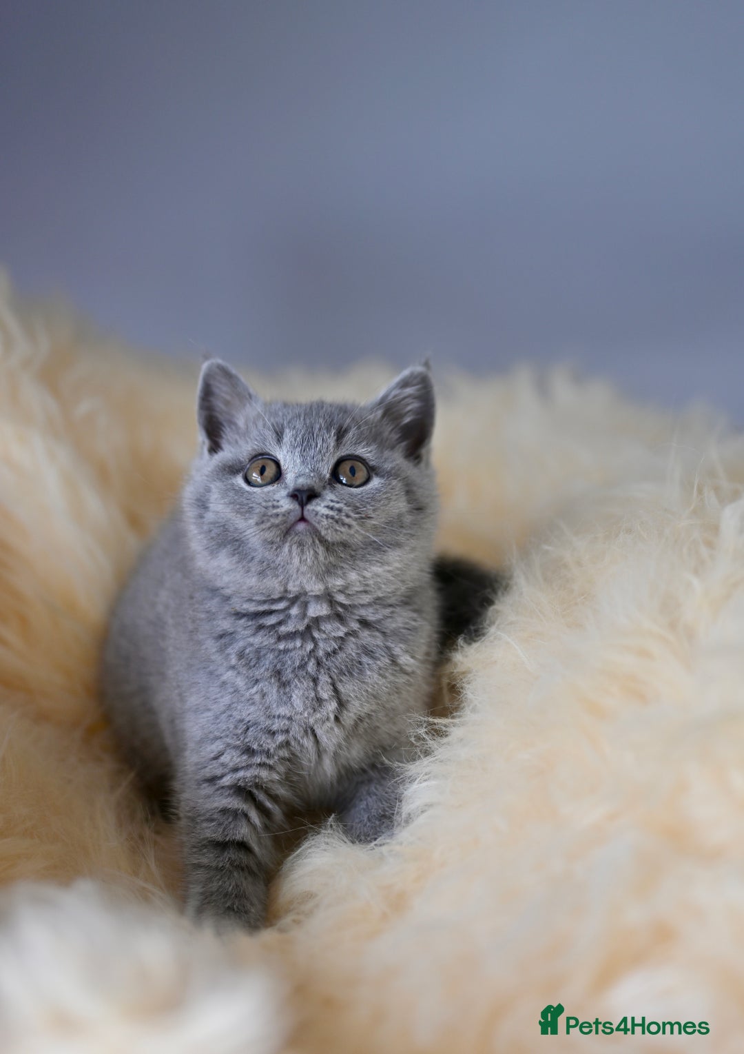 British Shorthair cats for sale: GCCF reg blue kittens  - Image 2