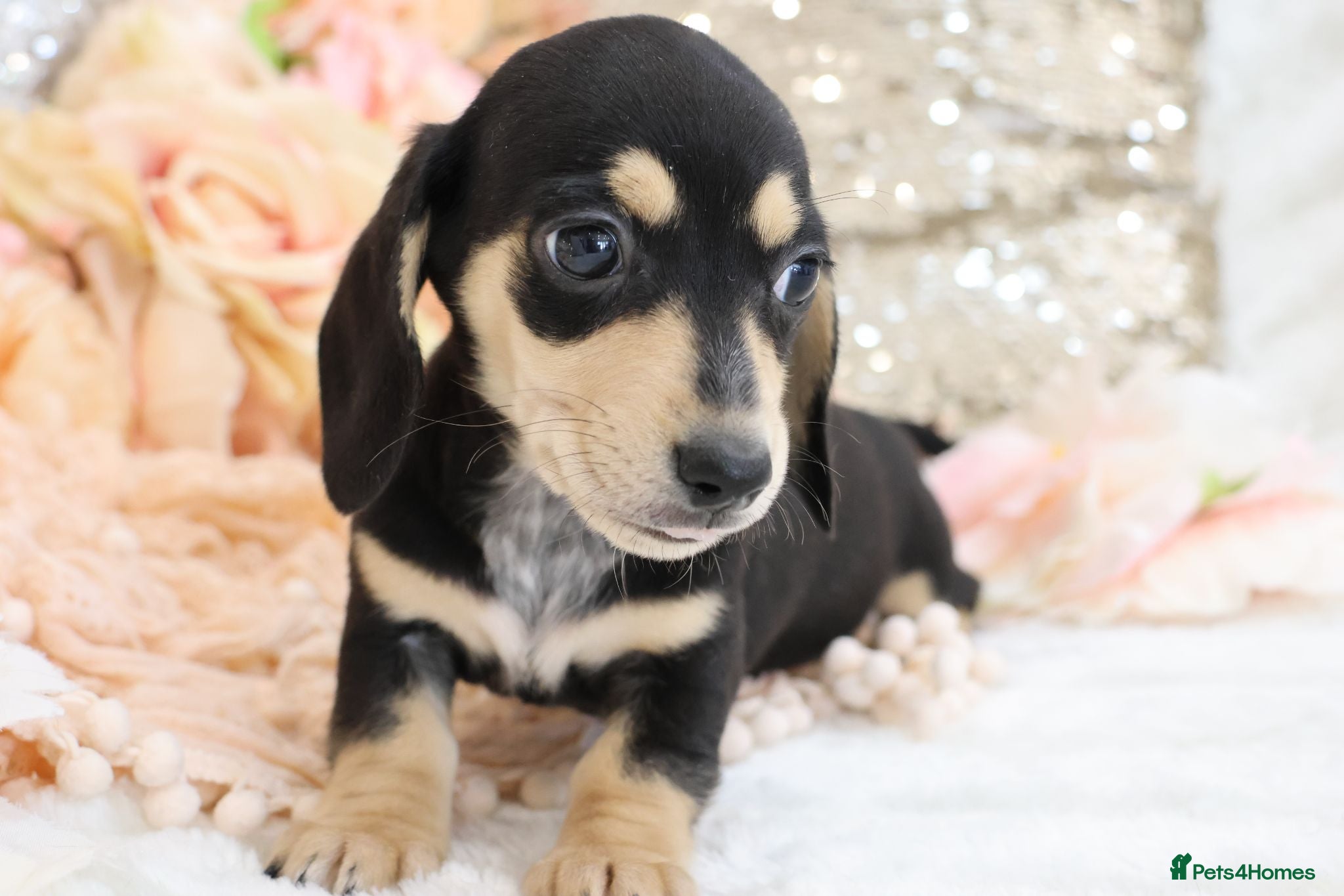 Miniature Dachshund dogs KC Miniature Dachshund Puppies - Advert 4