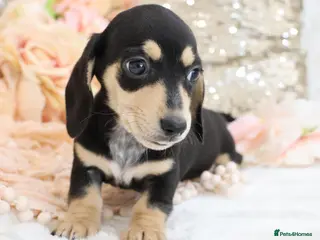 Miniature Dachshund dogs KC Miniature Dachshund Puppies - Advert 4