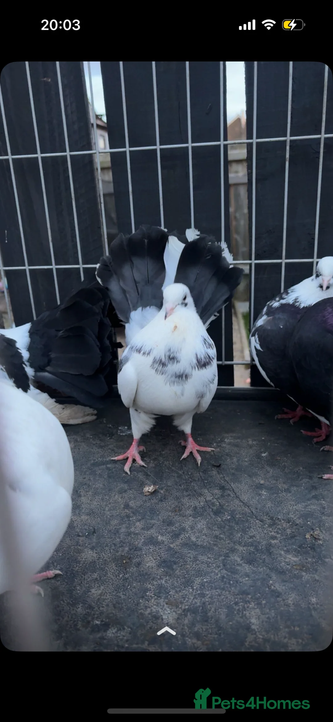 Pigeons birds for sale: fantail pigeons for sale  - Advert 5