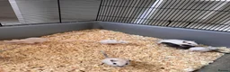 Gerbil rodents for sale: Gerbils for sale  - Advert 2