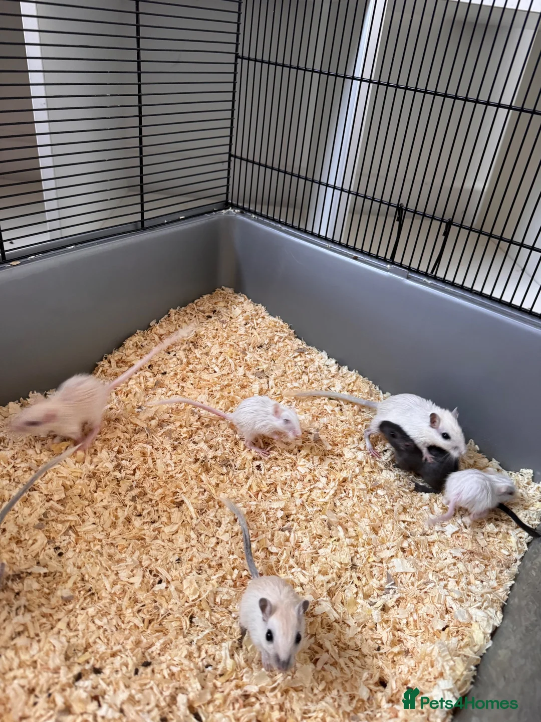 Gerbil rodents for sale: Gerbils for sale  - Advert 2