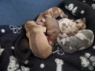 Miniature Dachshund dogs 🐶 Stunning Miniature Dachshunds ❤️ - Advert 4