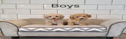 Poochon dogs for sale: F1 Poochon puppies 🥰 - Advert 21