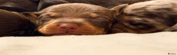 Miniature Dachshund dogs for sale: 💕Bridget and Oscar Can’t wait to meet with You💕 - Advert 12