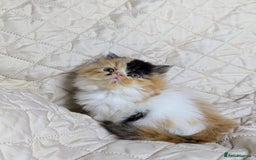 Persian cats for sale: Persian kittens  - Image 2