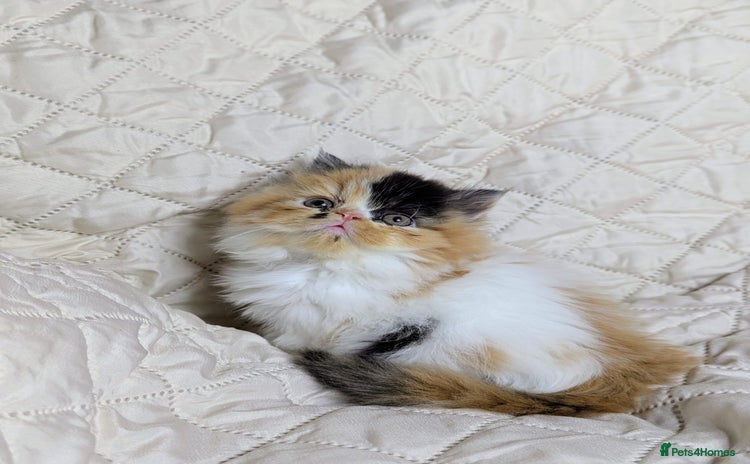 Persian cats - Advert 10