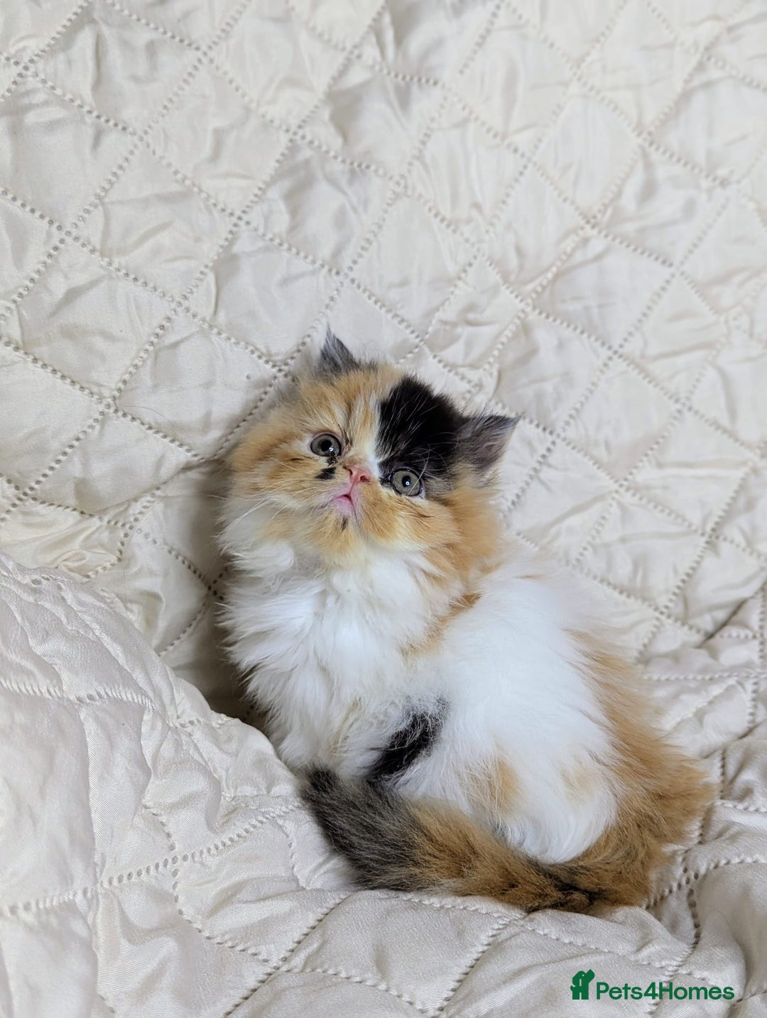 Persian cats for sale: Persian kittens  - Image 2