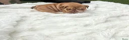 English Bulldog dogs for sale: 3wk old English bulldog puppies  - Advert 8
