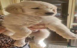 Golden Retriever dogs for sale: KC Registered Golden Retreiver Puppies  - Image 5
