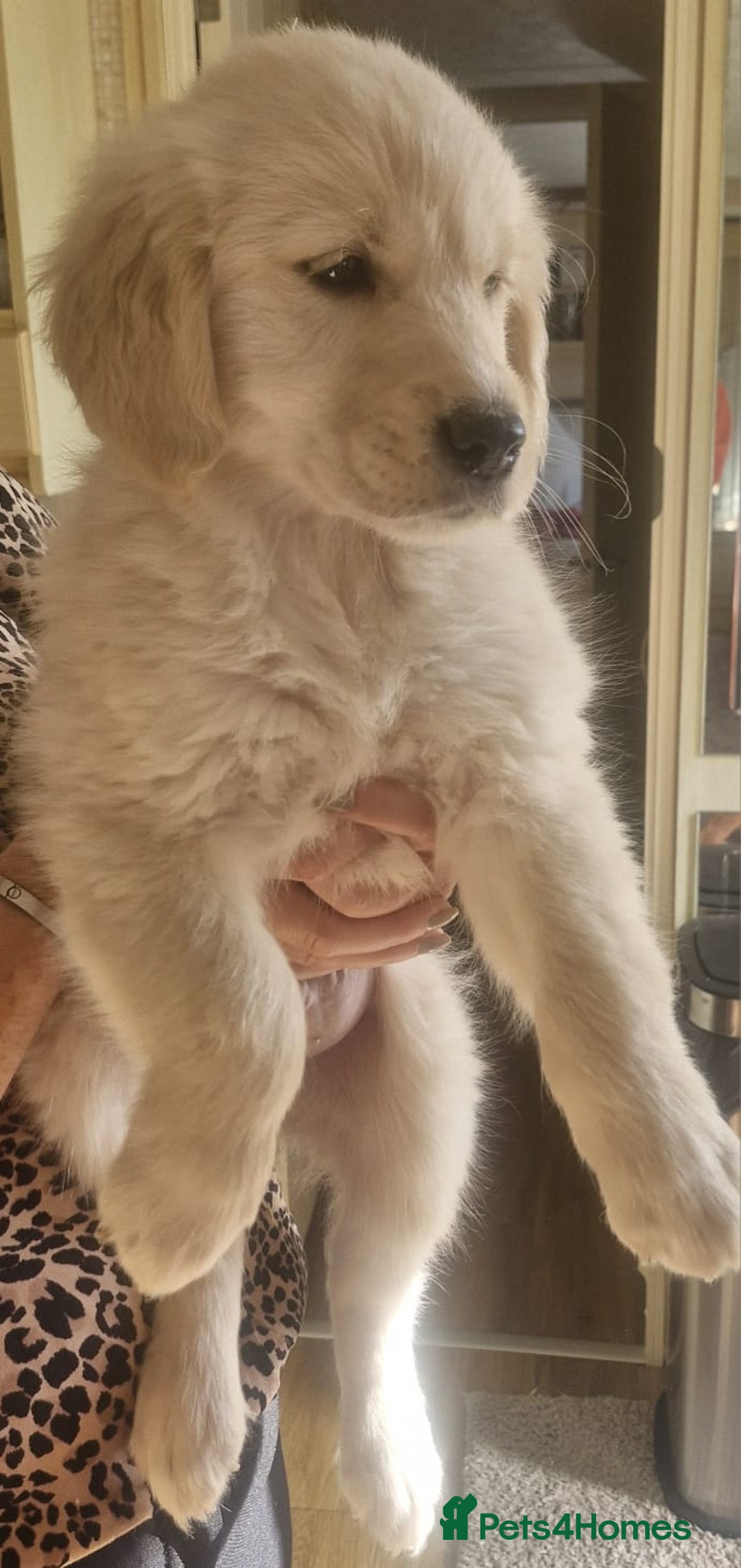 Golden Retriever dogs for sale: KC Registered Golden Retreiver Puppies  - Image 5