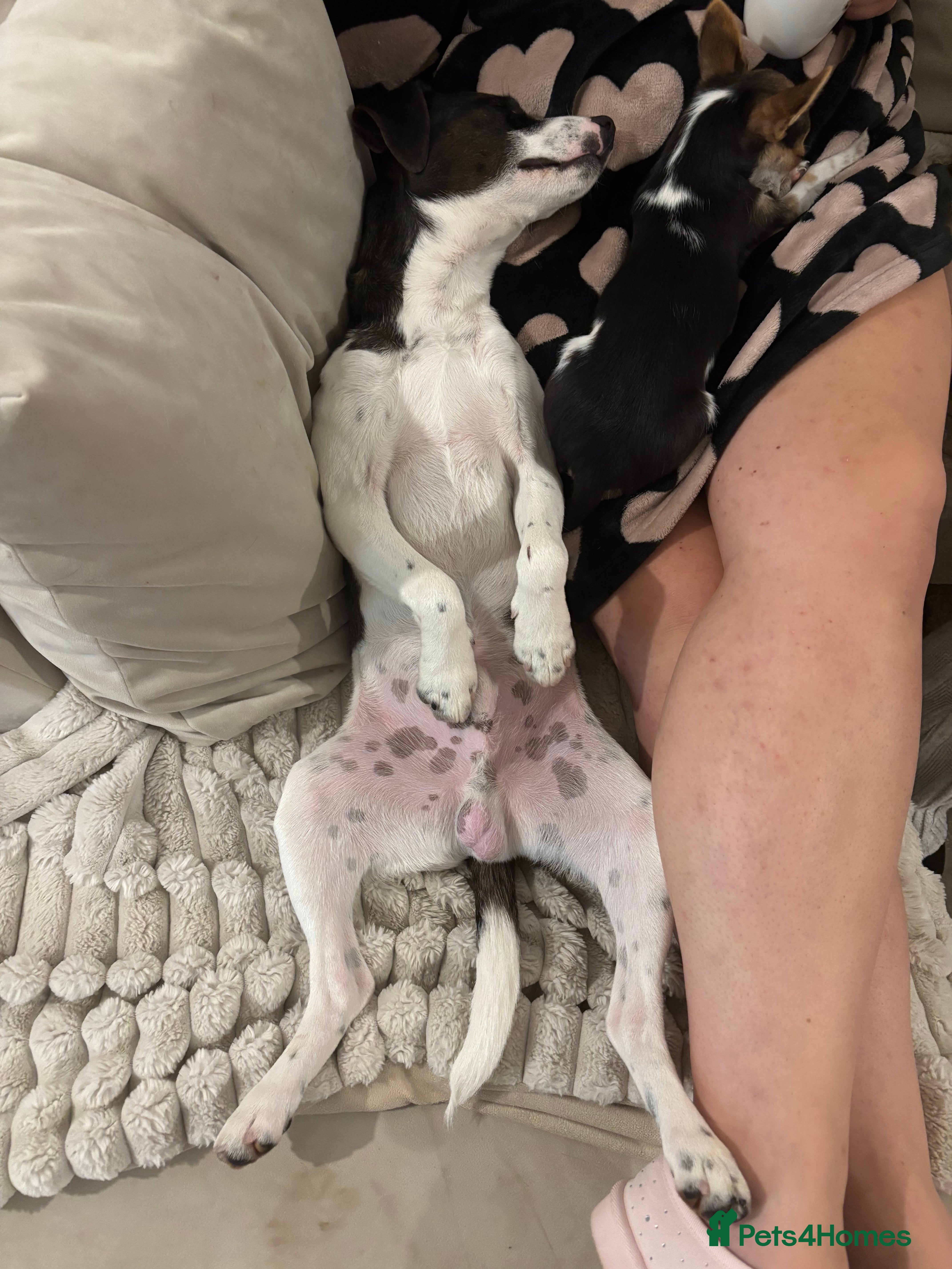 Mixed Breed dogs  Loving Boy! - Advert 11