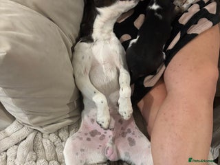 Mixed Breed dogs Loving Boy! - Advert 1