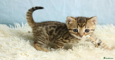 Bengal cats - Advert 14