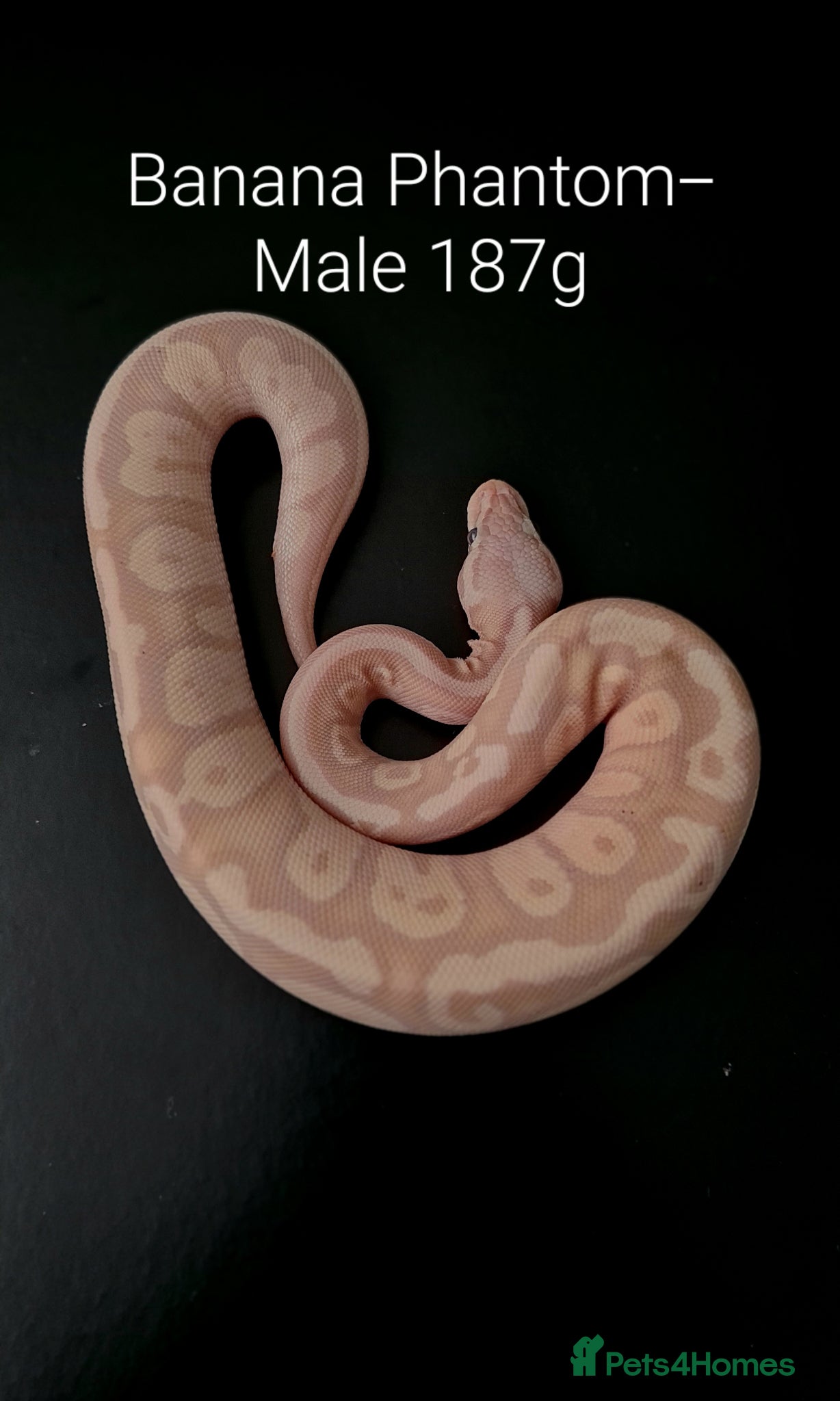 Python Snake reptiles Juvenile Ball Pythons - Advert 1
