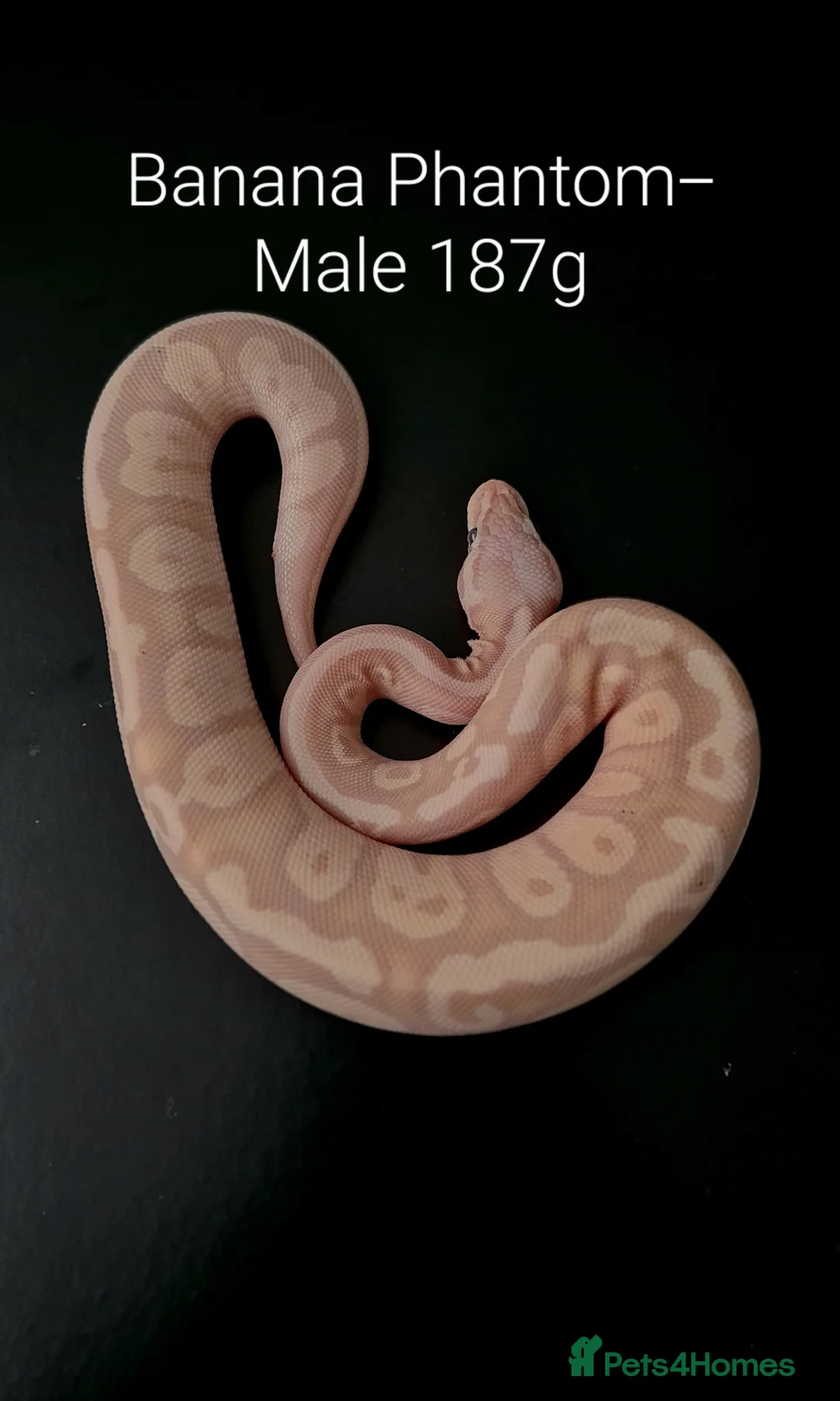 Python Snake reptiles for sale: Juvenile Ball Pythons - Advert 1