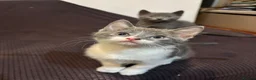 British Shorthair cats for sale: 3 Adorable Kittens Looking For Their Forever Homes - Advert 11