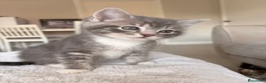 Kitten 2