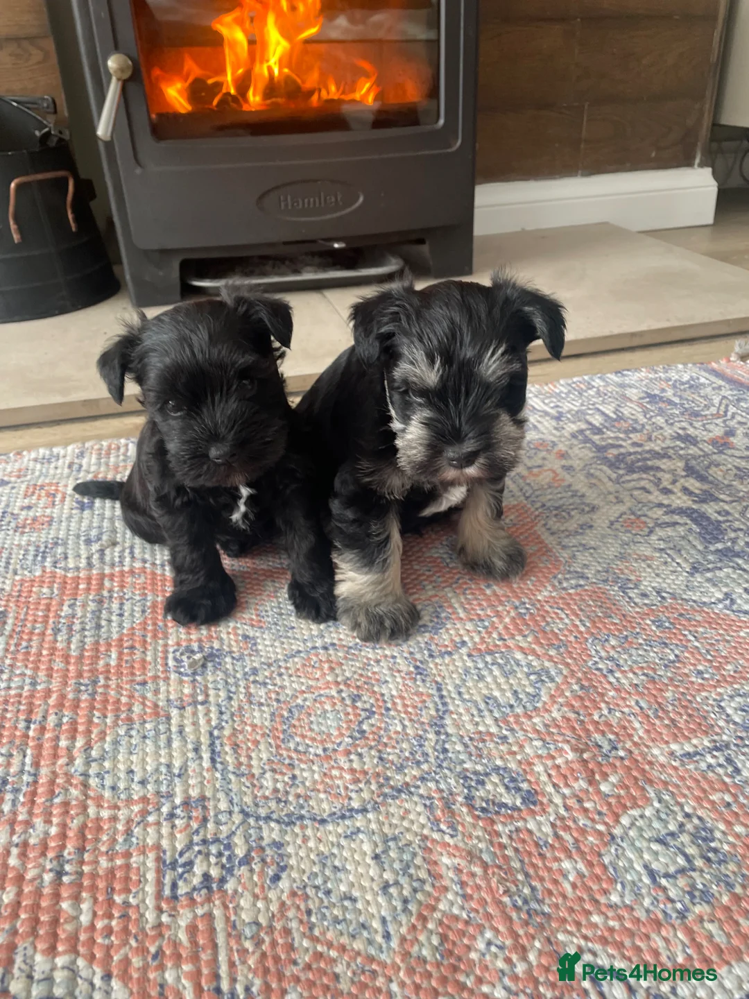 Miniature Schnauzer dogs for sale: Gorgeous Miniature Schnauzer Puppies  - Advert 2