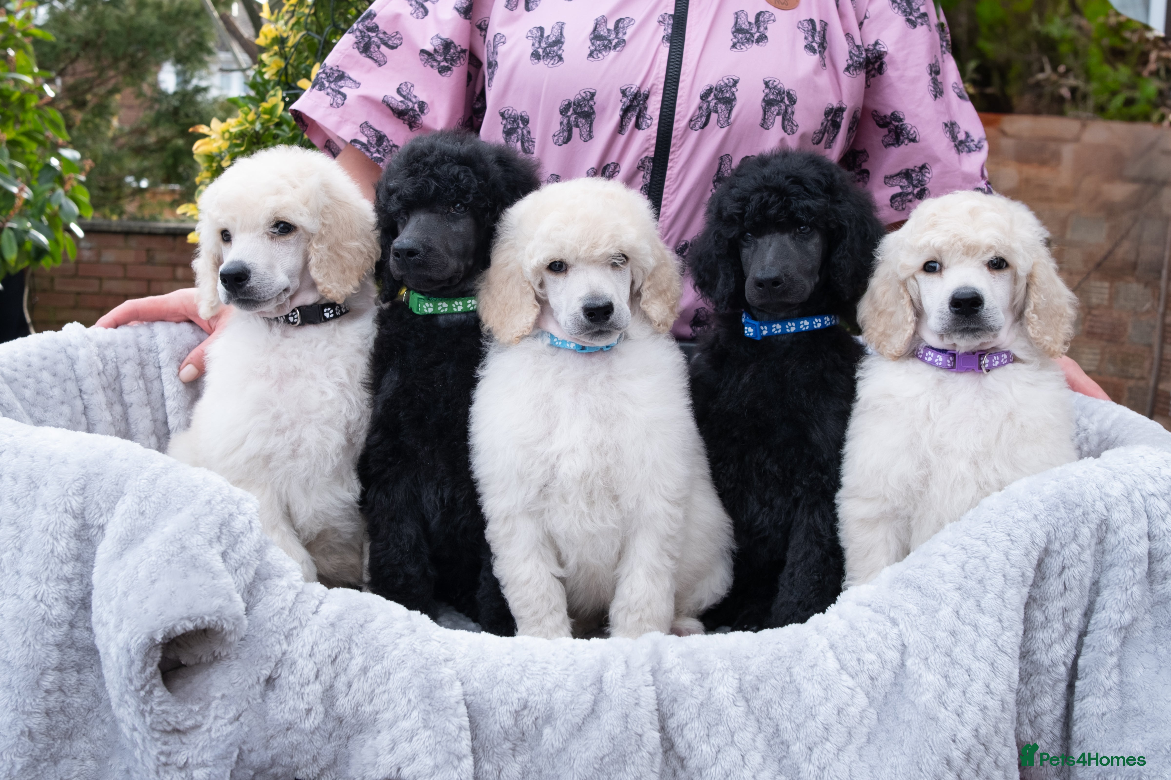 Standard Poodle dogs Seven Wonders of Standard Poodle Puppies - Advert 3