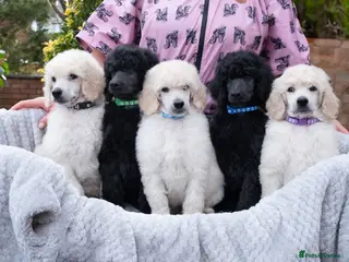 Standard Poodle dogs Seven Wonders of Standard Poodle Puppies - Advert 3