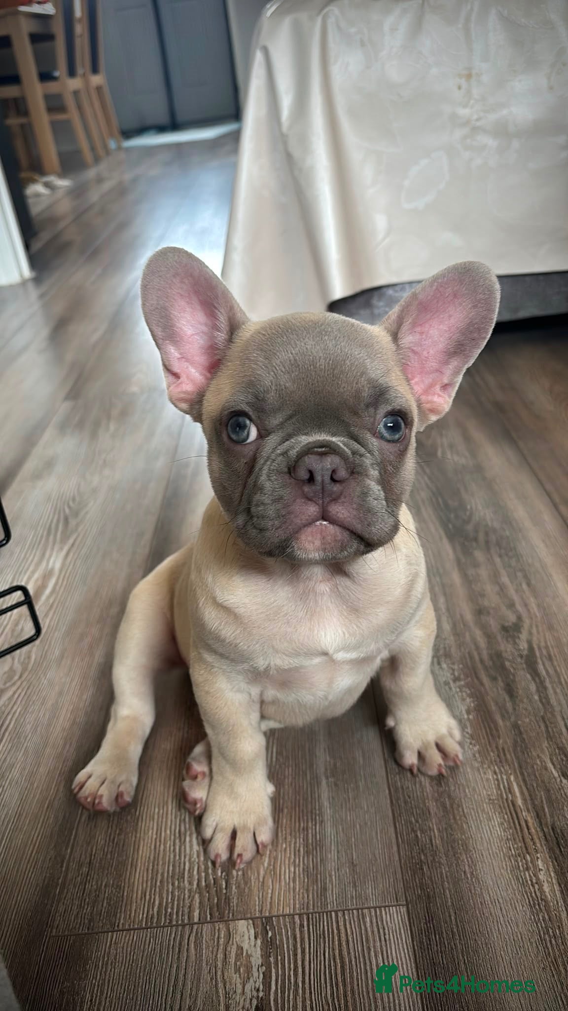 French Bulldog dogs Beautiful French Bulldog puppy - Advert 1