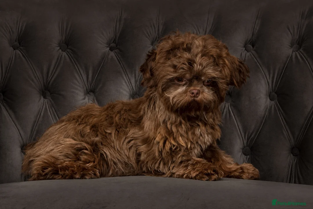 Shihpoo dogs for sale: Beautiful Shihpoo Puppies - Advert 10