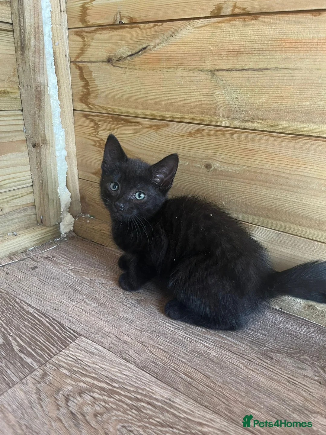 Mixed Breed cats for sale: Angora x kittens - Advert 9