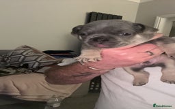 French Bulldog dogs for sale: 2 Male French Bulldog Puppies For Sale - Image 10