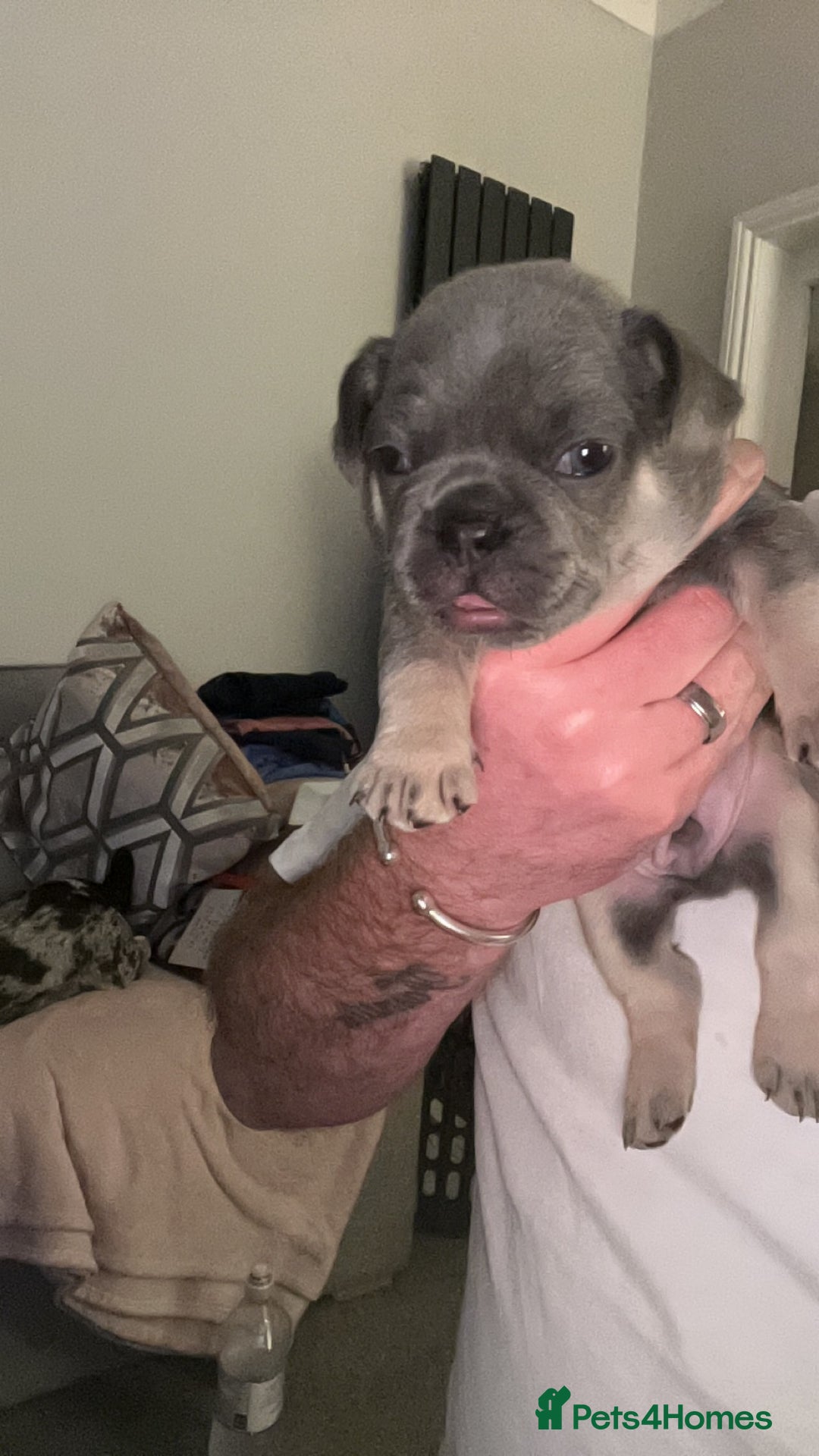 French Bulldog dogs for sale: 2 Male French Bulldog Puppies For Sale - Image 10
