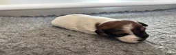 Jack Russell dogs for sale: Delightful Miniature Jack Russell Pups - Advert 18