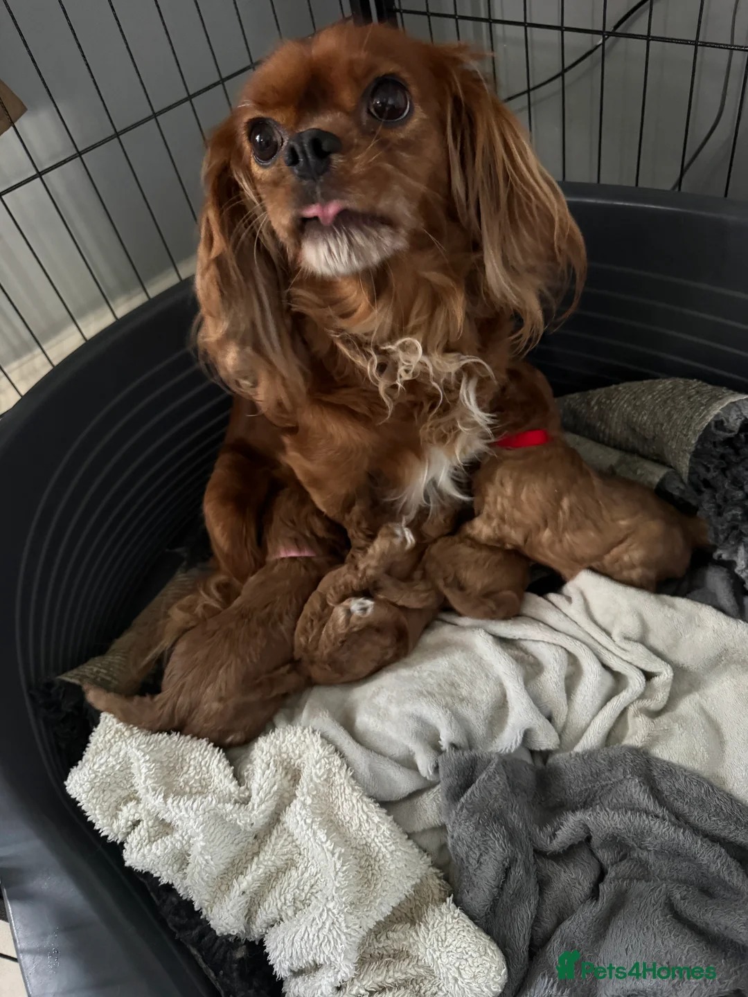Cavapoo dogs for sale: Superb quality Cavapoo Puppies  - Advert 5