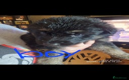 Shepsky dogs for sale: 6 shepsky pups - Image 9
