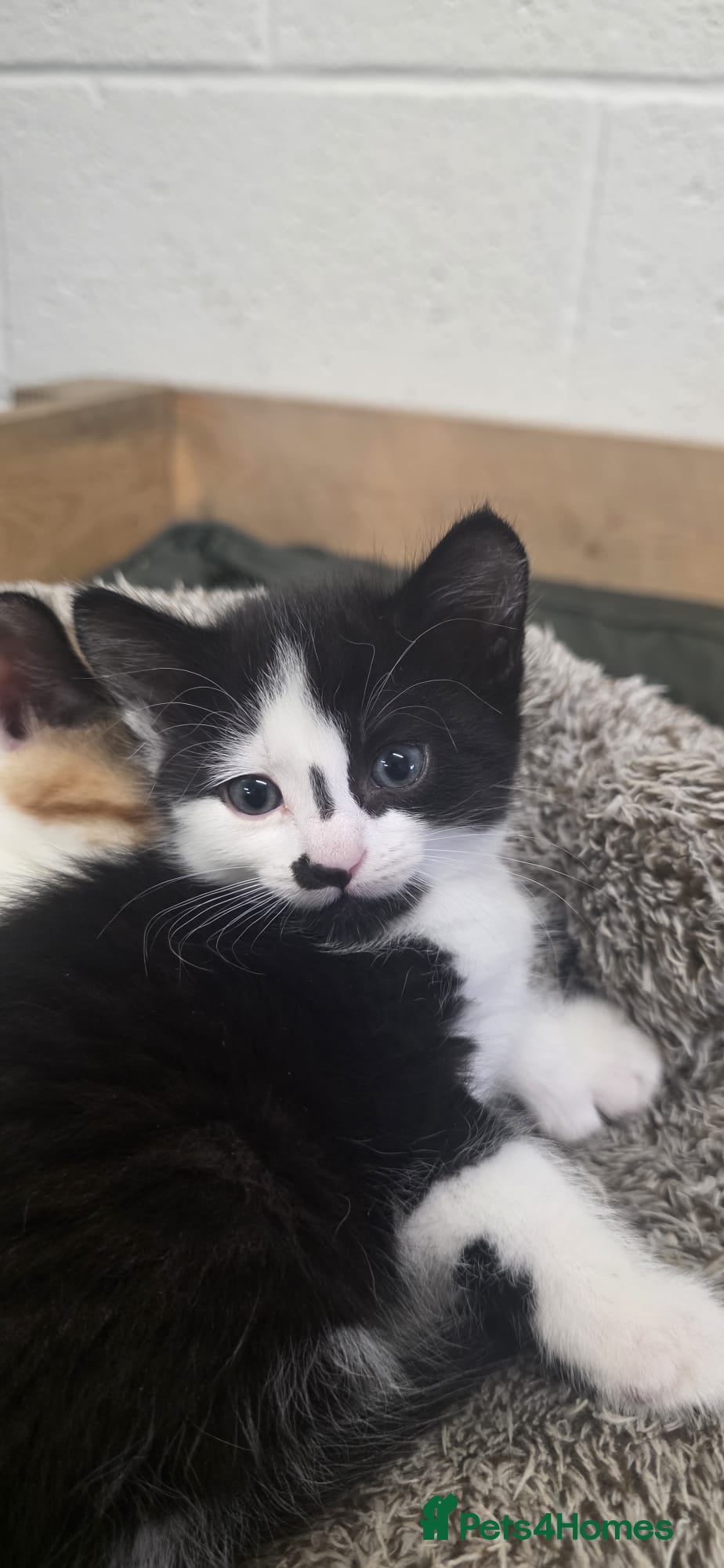 Domestic Shorthair cats for sale: 5 stunning black, ginger and white kittens - Advert 9