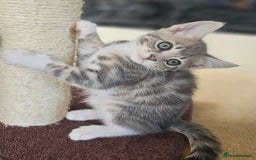 Bengal cats for sale: Bengal kittens. Absolutely beautiful!  - Image 21
