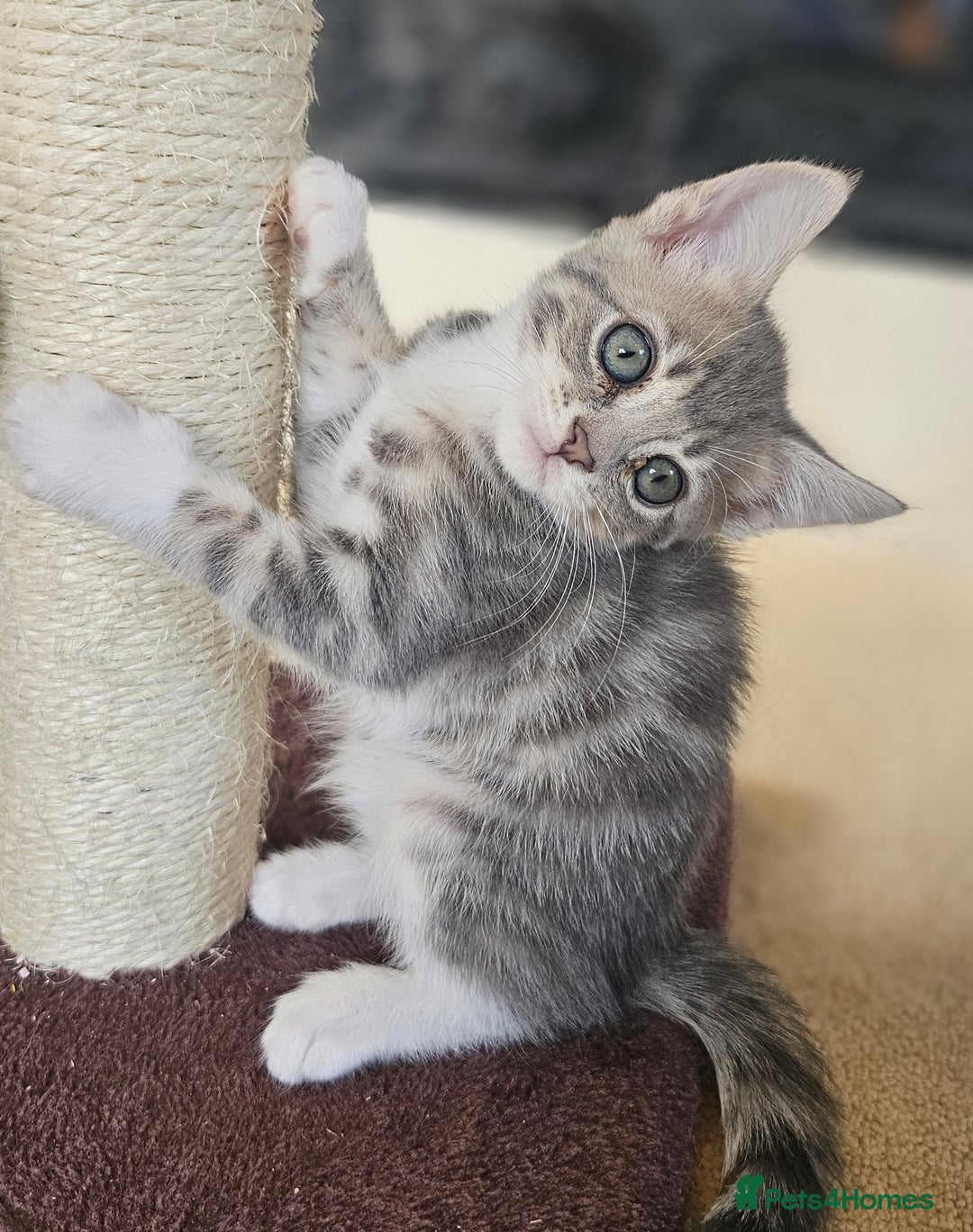 Bengal cats for sale: Bengal kittens. Absolutely beautiful!  - Image 21