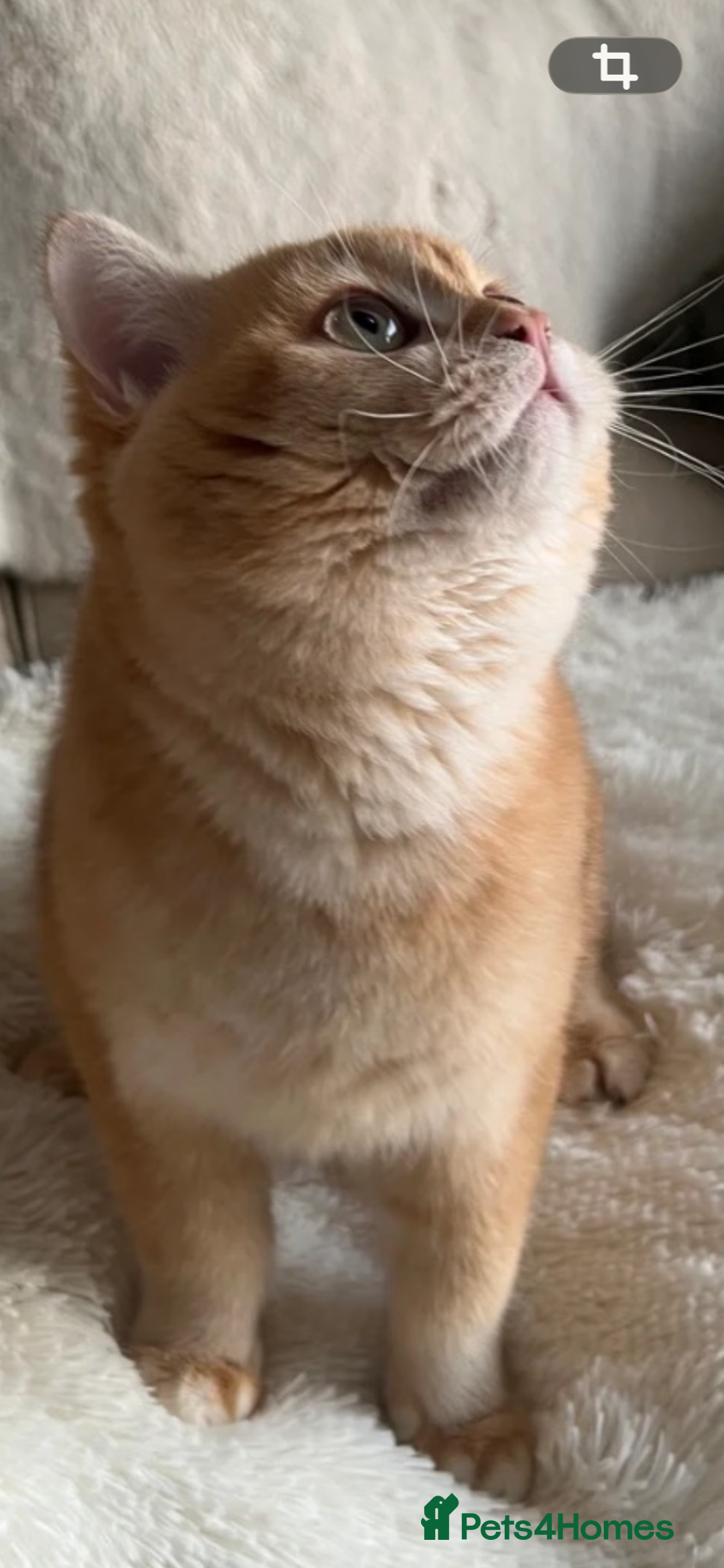 British Shorthair cats for sale: Active chocolate golden chinchilla - Advert 2