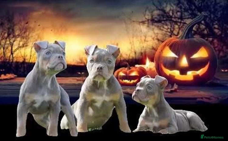 Olde English Bulldogge dogs - Advert 5