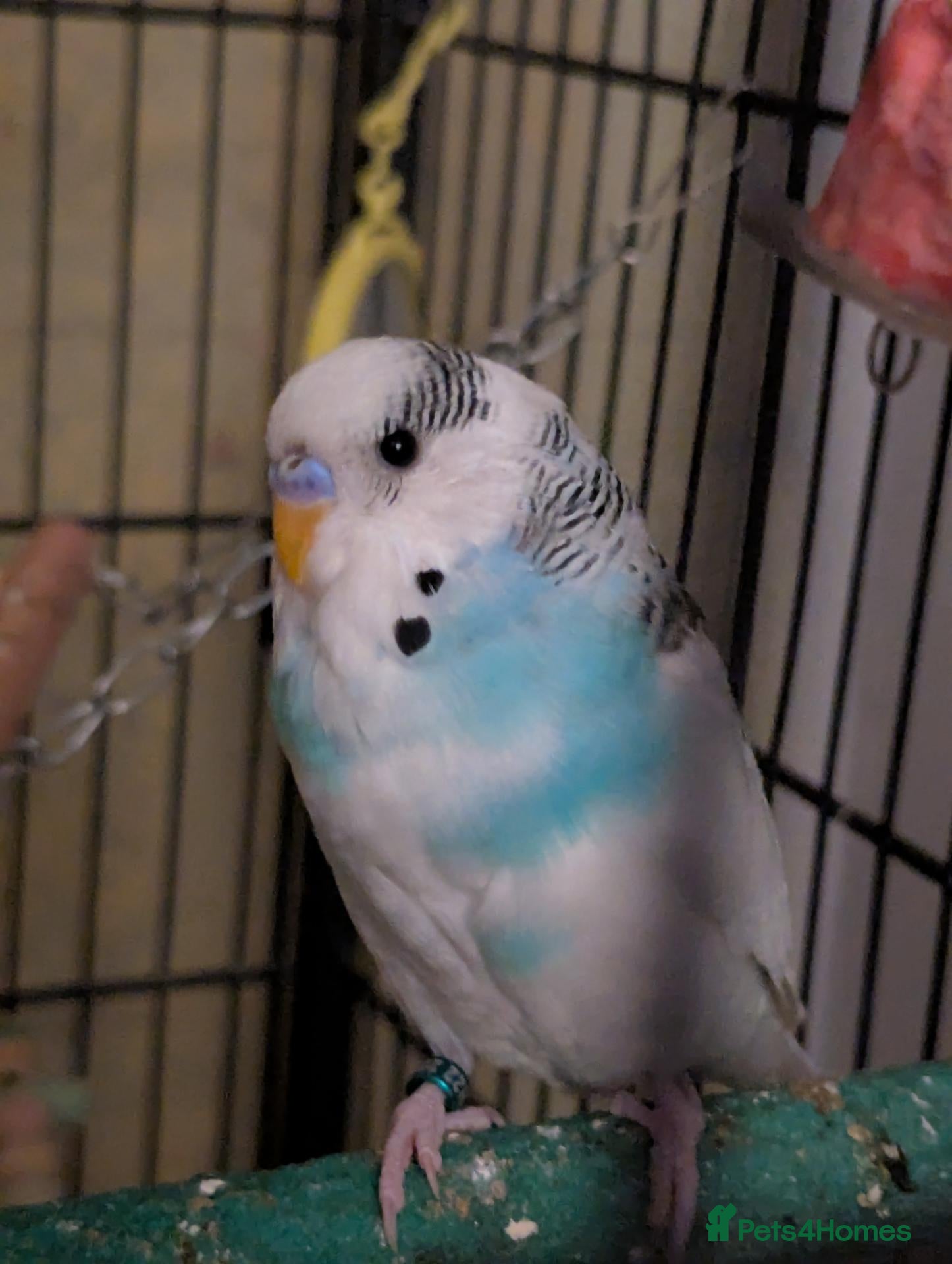 Budgerigars birds Male budgie  - Advert 2