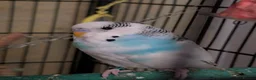 Budgerigars birds for sale: Male budgie  - Advert 1