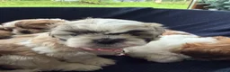 Shih Tzu dogs for sale: Shih Tzu - Advert 4