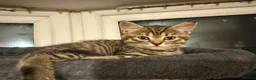 British Shorthair cats for sale: Gorgeous British short haired tabby’s & calicos  - Advert 17