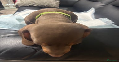 Miniature Dachshund dogs - Advert 5