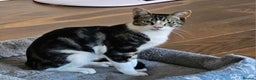 Mixed Breed cats for sale: Kittens (American shorthair) in Rainham - Advert 4