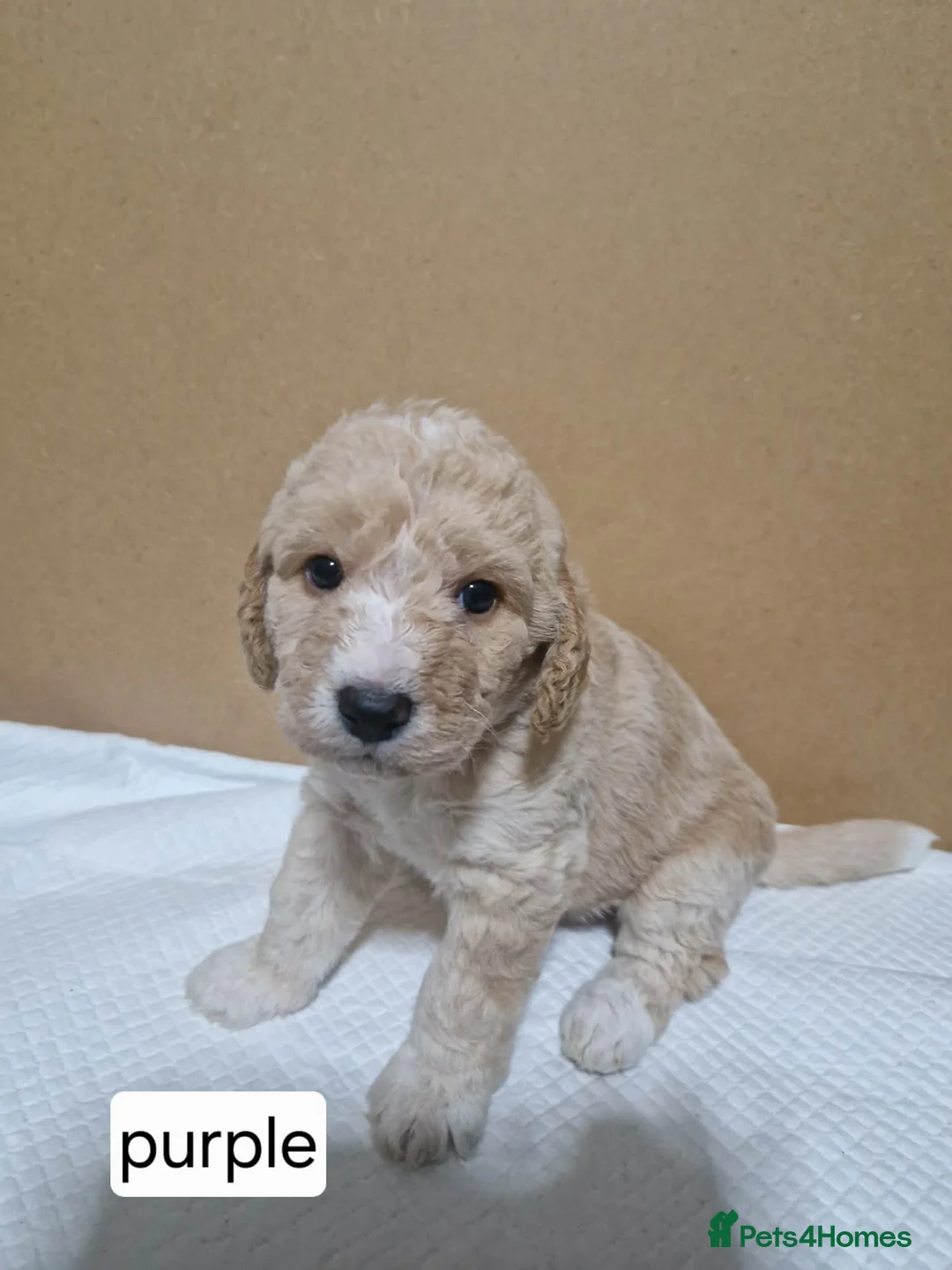 Mixed Breed dogs for sale: Beagle Doodles - Advert 5