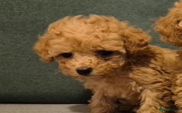 Toy Poodle dogs for sale: Beautiful Red Toy Poodles - Image 15