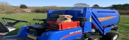 Norfolk Terrier dogs for sale: 5 year-old Neutered Male Norfolk Terrier - Advert 3
