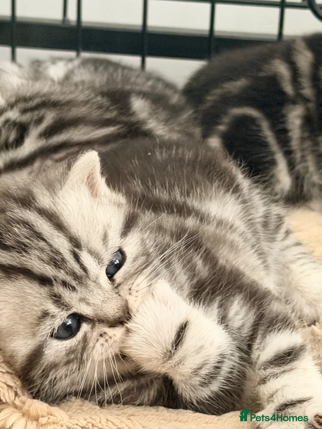 British Shorthair cats for sale: Silver Tabby British Shorthair  - Advert 2