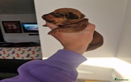 Dachshund dogs for sale: Littre of 7 Dachshund puppies - Image 11